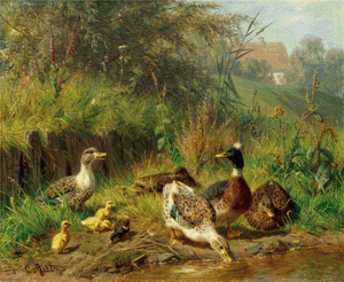 Уточки - птицы - предпросмотр