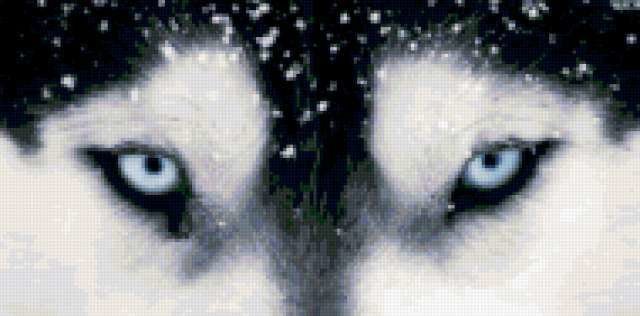 Глаза хаски 2 - оригинал