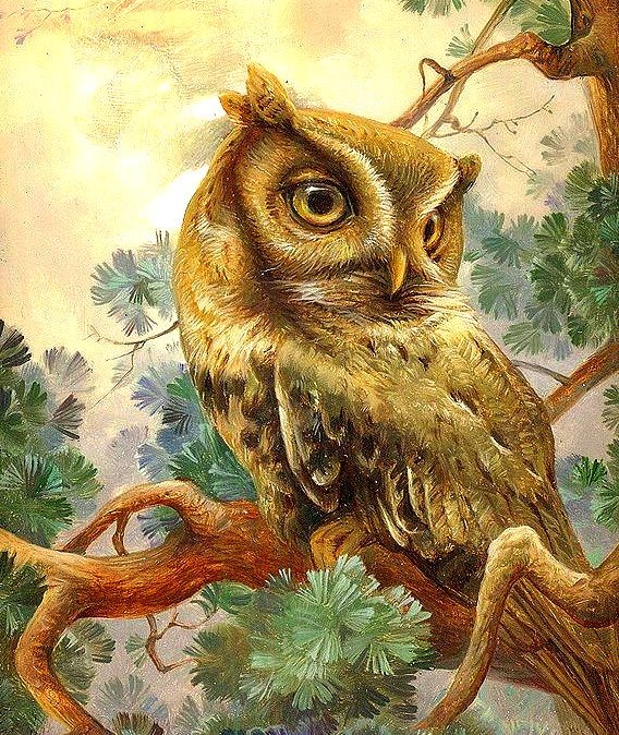 сова - природа, пейзаж, птицы - оригинал