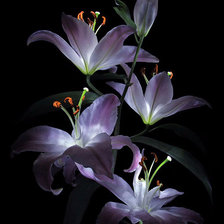 Схема вышивки «лилии»