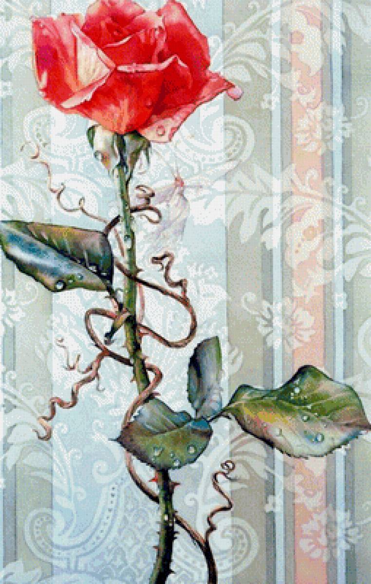 роза - розы, цветы, букет - предпросмотр