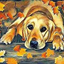 осенний листопад