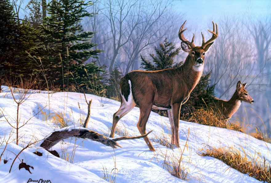 Олени - живопись, природа, зима, животные, олени, картина - оригинал