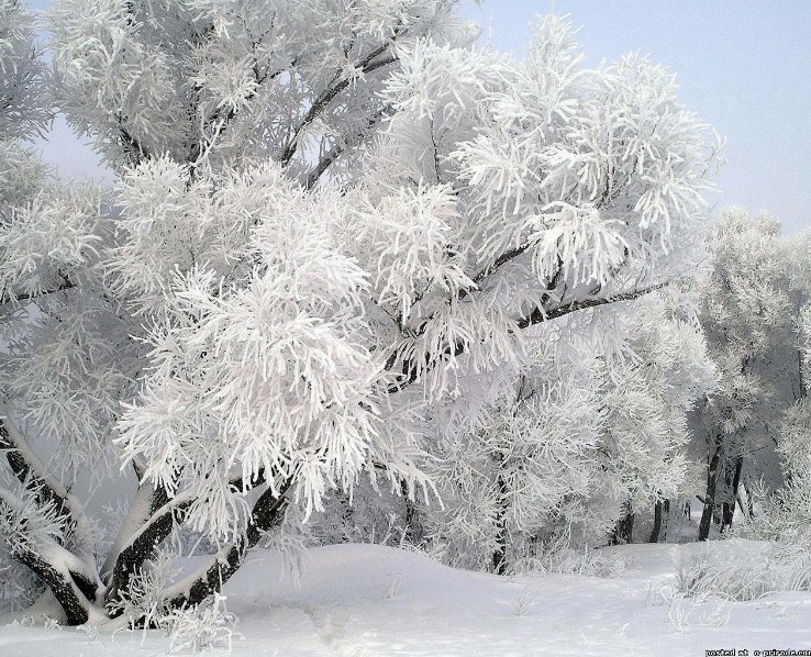 Красавица зима - зима, природа - оригинал