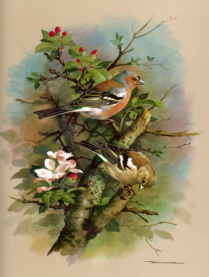 Серия "Птицы" - птицы - оригинал