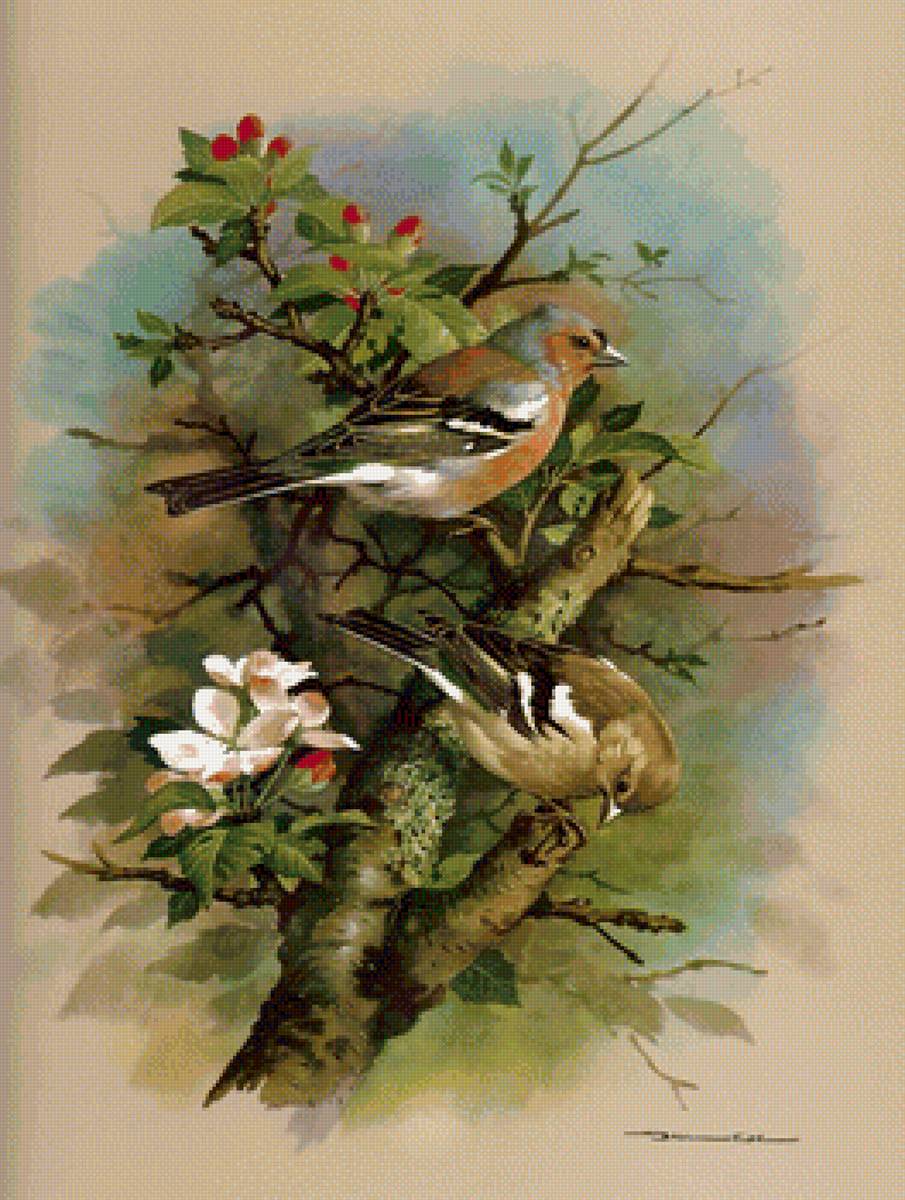 Серия "Птицы" - птицы - предпросмотр