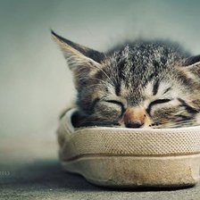 Схема вышивки «котенок»