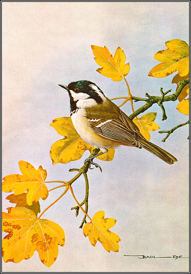 Серия "Птицы" - птицы - оригинал