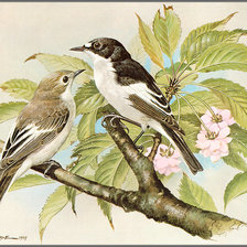 Схема вышивки «Серия "Птицы"»