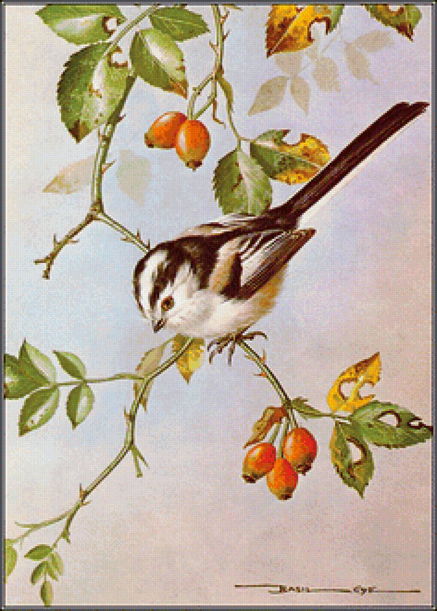 Серия "Птицы" - птицы - предпросмотр