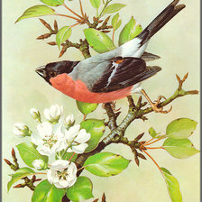 Схема вышивки «Серия "Птицы"»