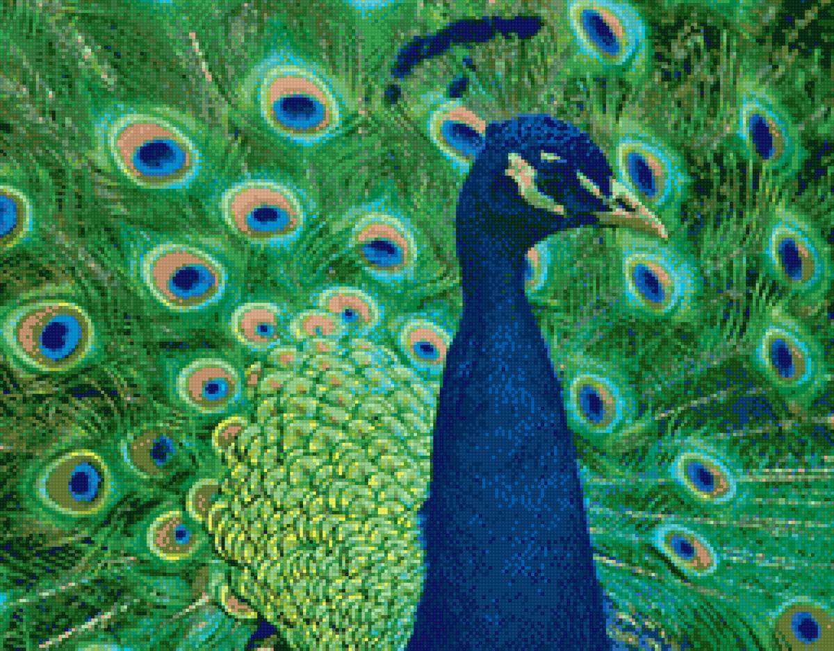 Павлин - павлиний хвост, животные, павлин, птицы - предпросмотр