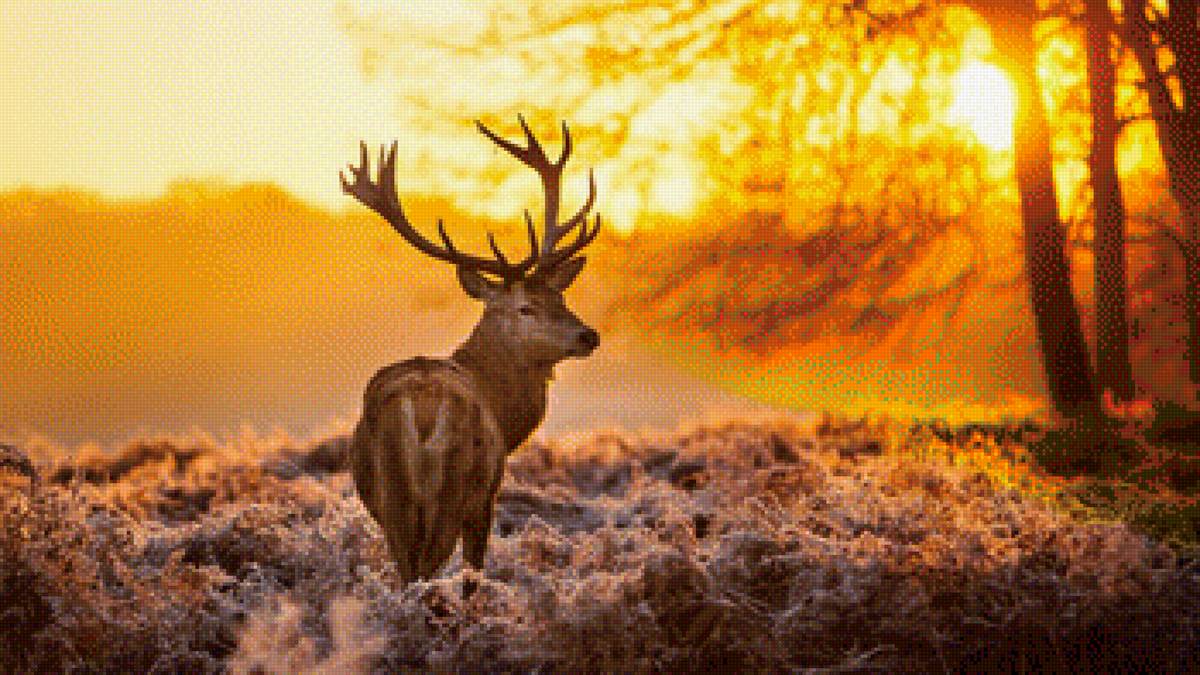 Олень - животные природа лес - предпросмотр