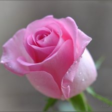 Схема вышивки «розовая принцесса»