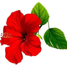 Схема вышивки «Гибискус1»