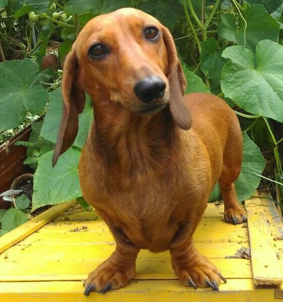 Такса - собака, дача, така - оригинал