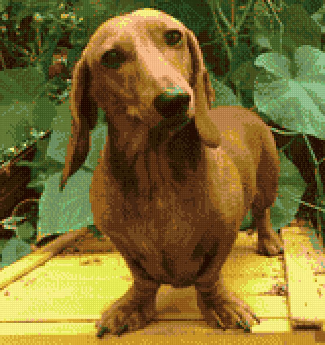 Такса - дача, така, собака - предпросмотр