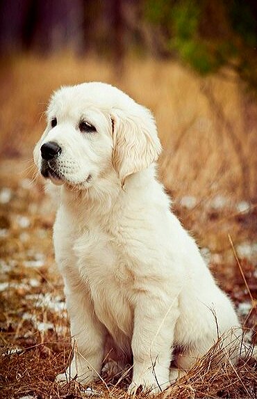 Золотистый ретривер - ретривер, щенок - оригинал