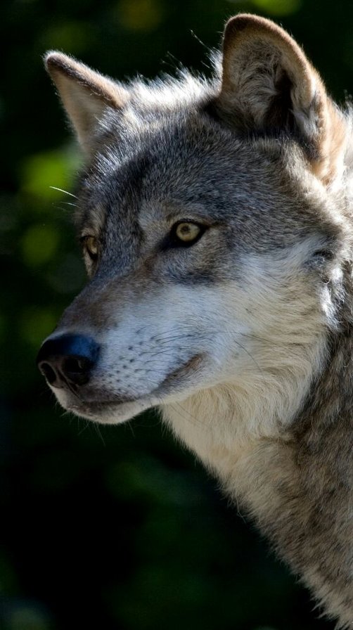 lobo - оригинал