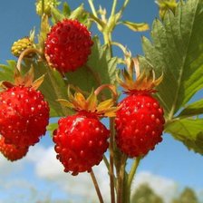 Схема вышивки «№1407207»