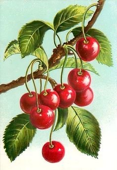 Ветка вишни - фрукты - оригинал