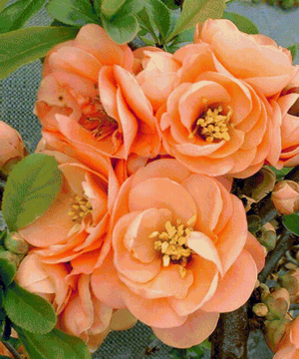 Цветы - цветы, букет - предпросмотр