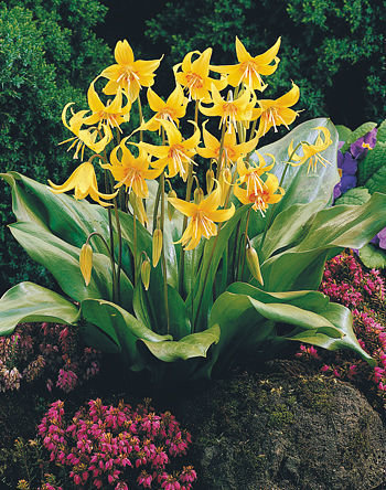 кандык жёлтый - оригинал