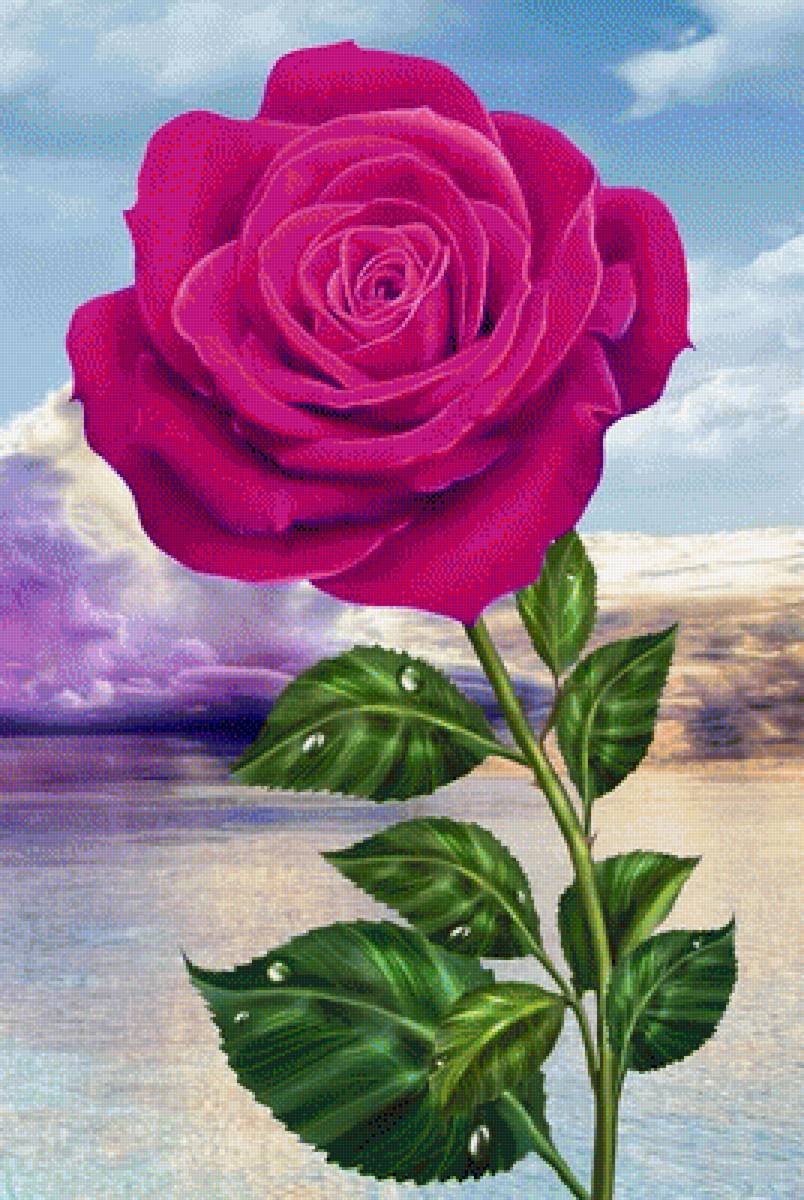 роза - предпросмотр