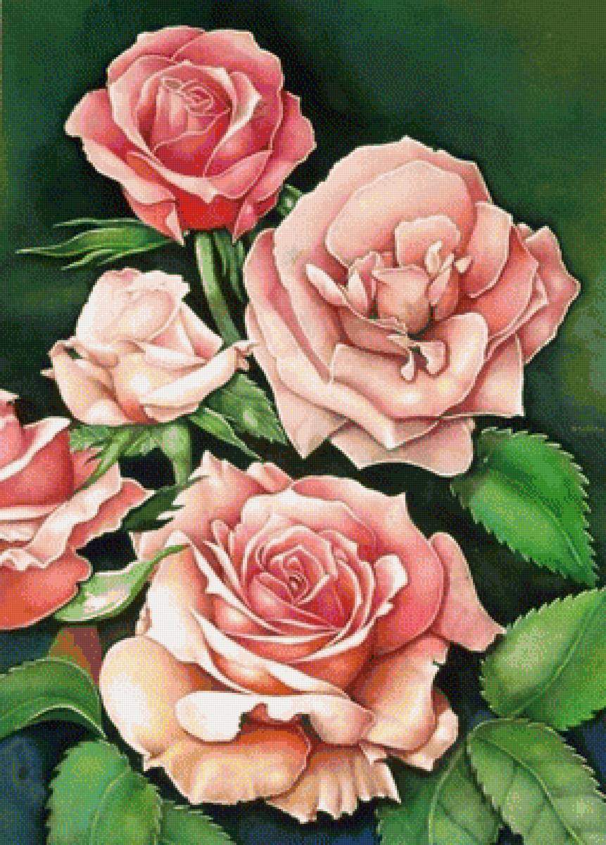 розы - предпросмотр