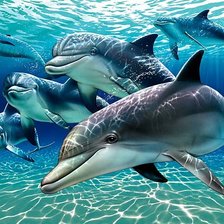 стая дельфинов