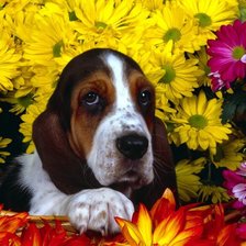 Схема вышивки «Верность»