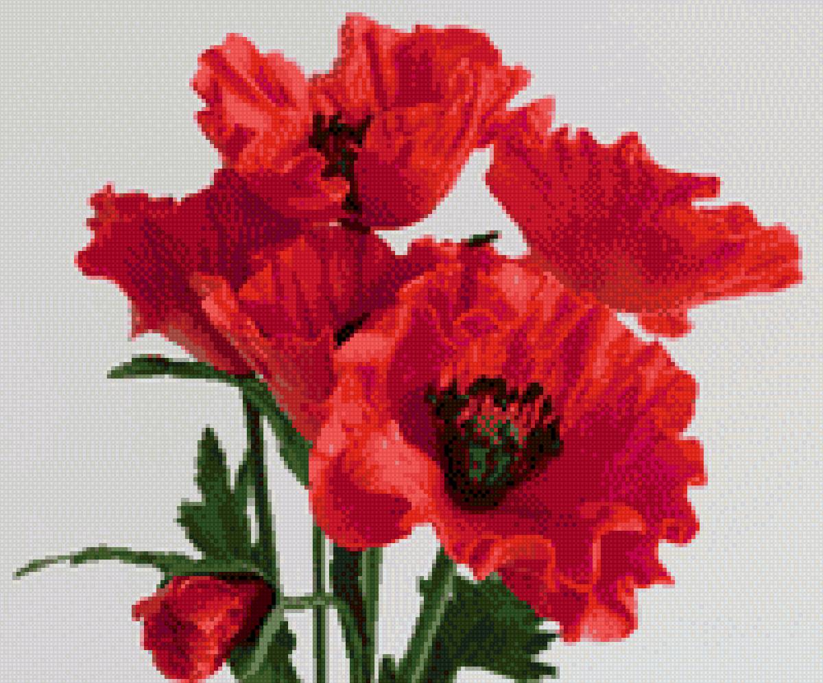 Маки - маки - предпросмотр