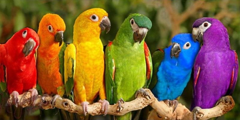 попугат - оригинал