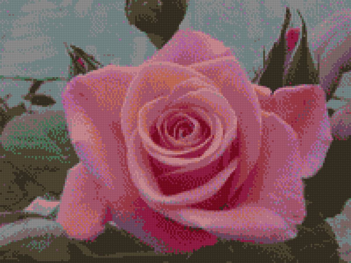 Роза - предпросмотр