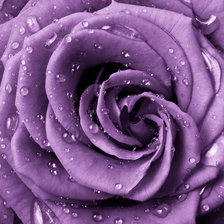 Схема вышивки «лиловая роза»