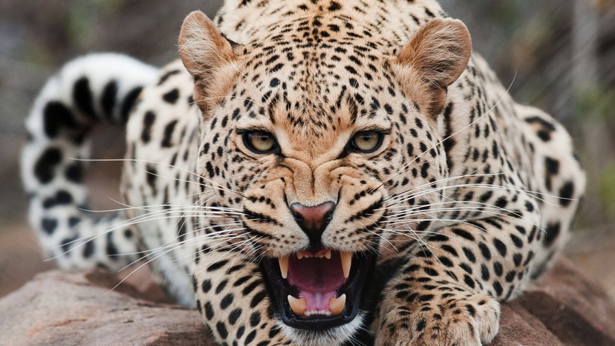 Леопард - животные кошка леопард - оригинал