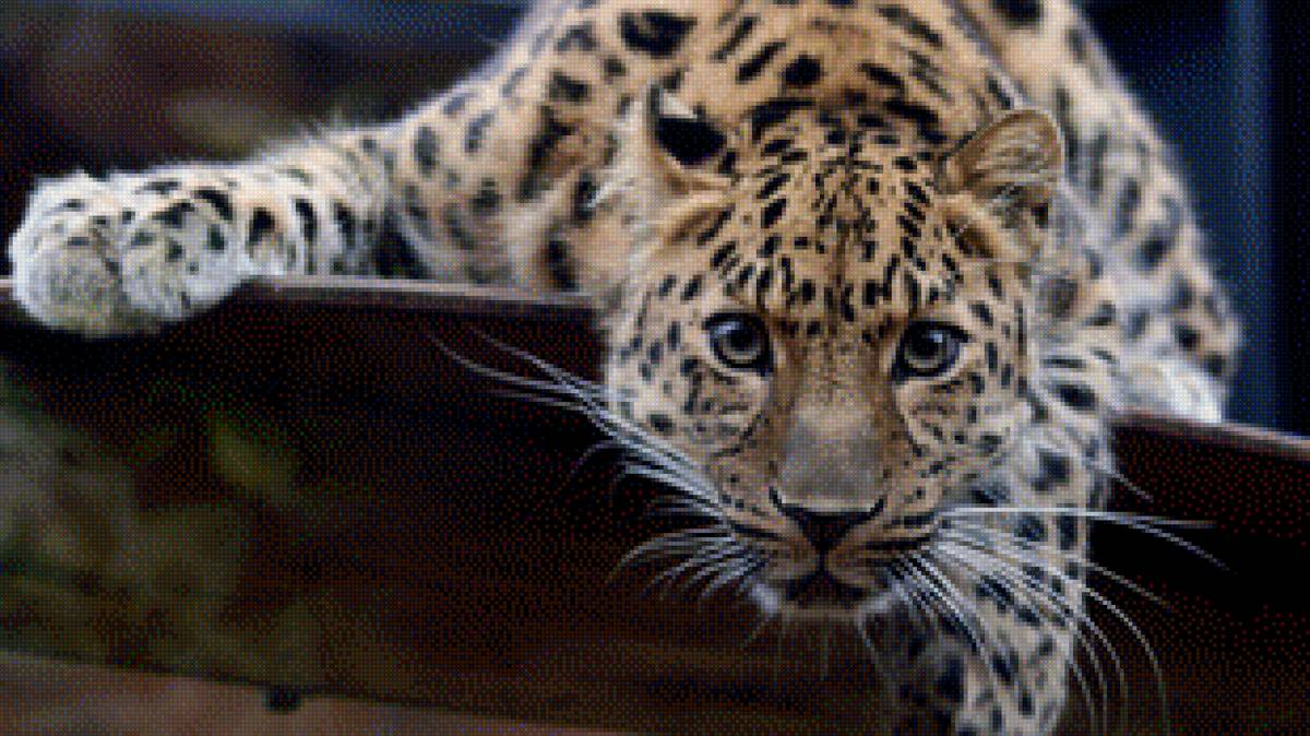 Леопард - животные кошка леопард - предпросмотр