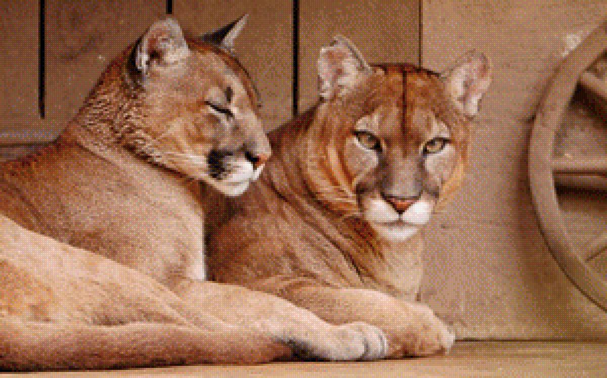 Пума - животные кошка - предпросмотр