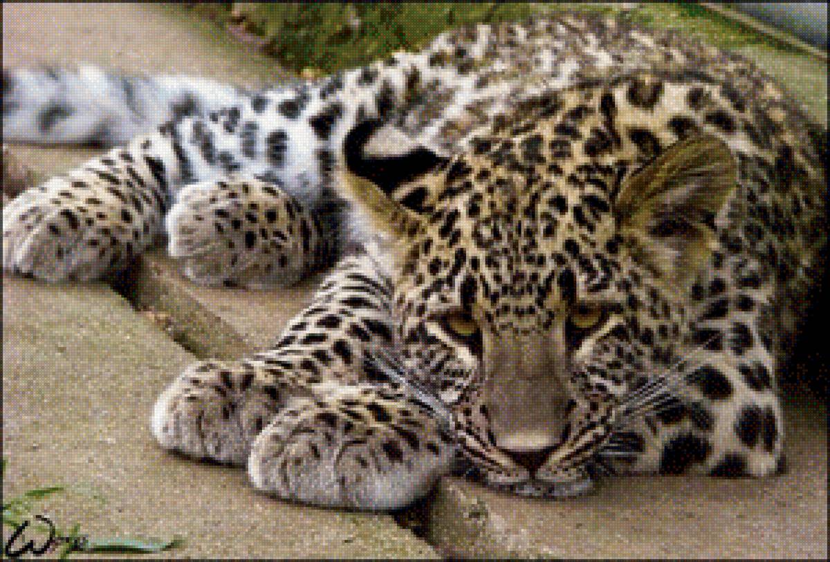 Леопард - кошка животные леопард - предпросмотр