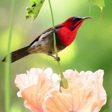 Схема вышивки «Птичка»