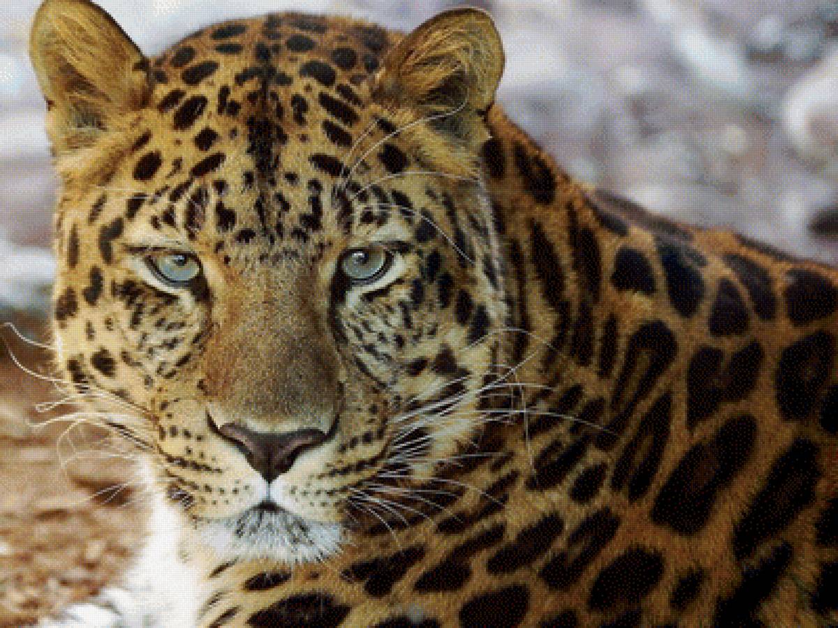 Леопард - животные кошка леопард - предпросмотр