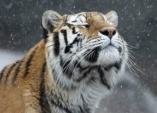 Блаженство тигра - тигр - оригинал