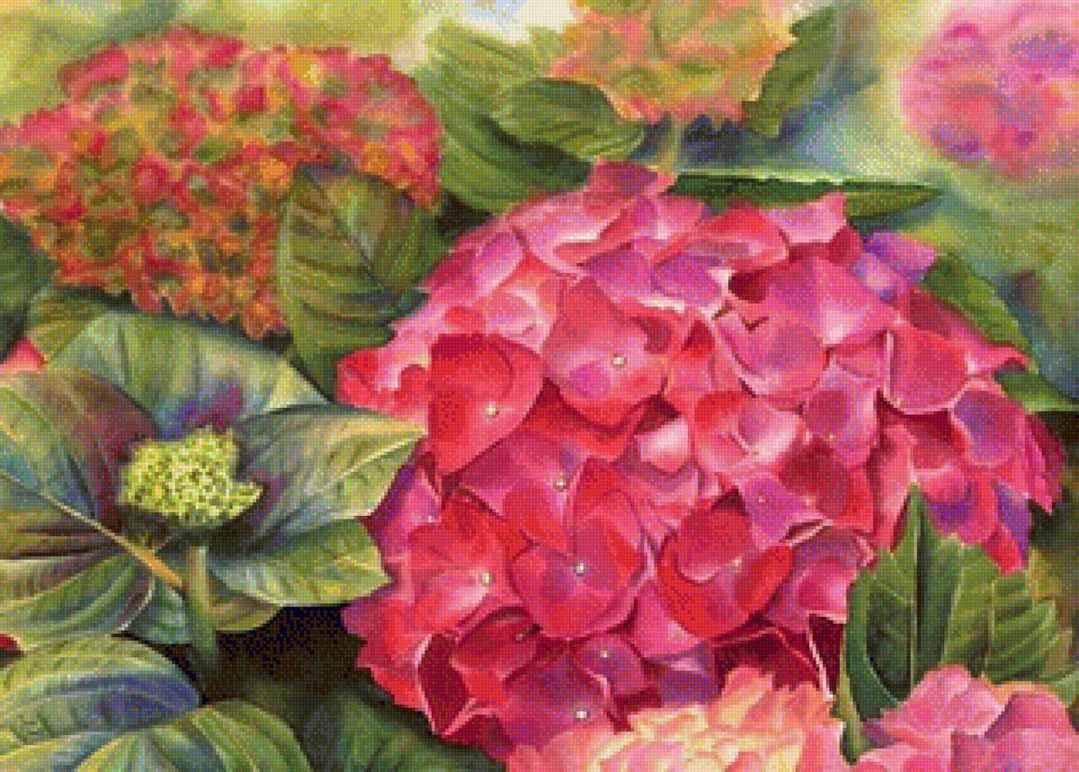 №1413884 - гортензия, цветы - предпросмотр