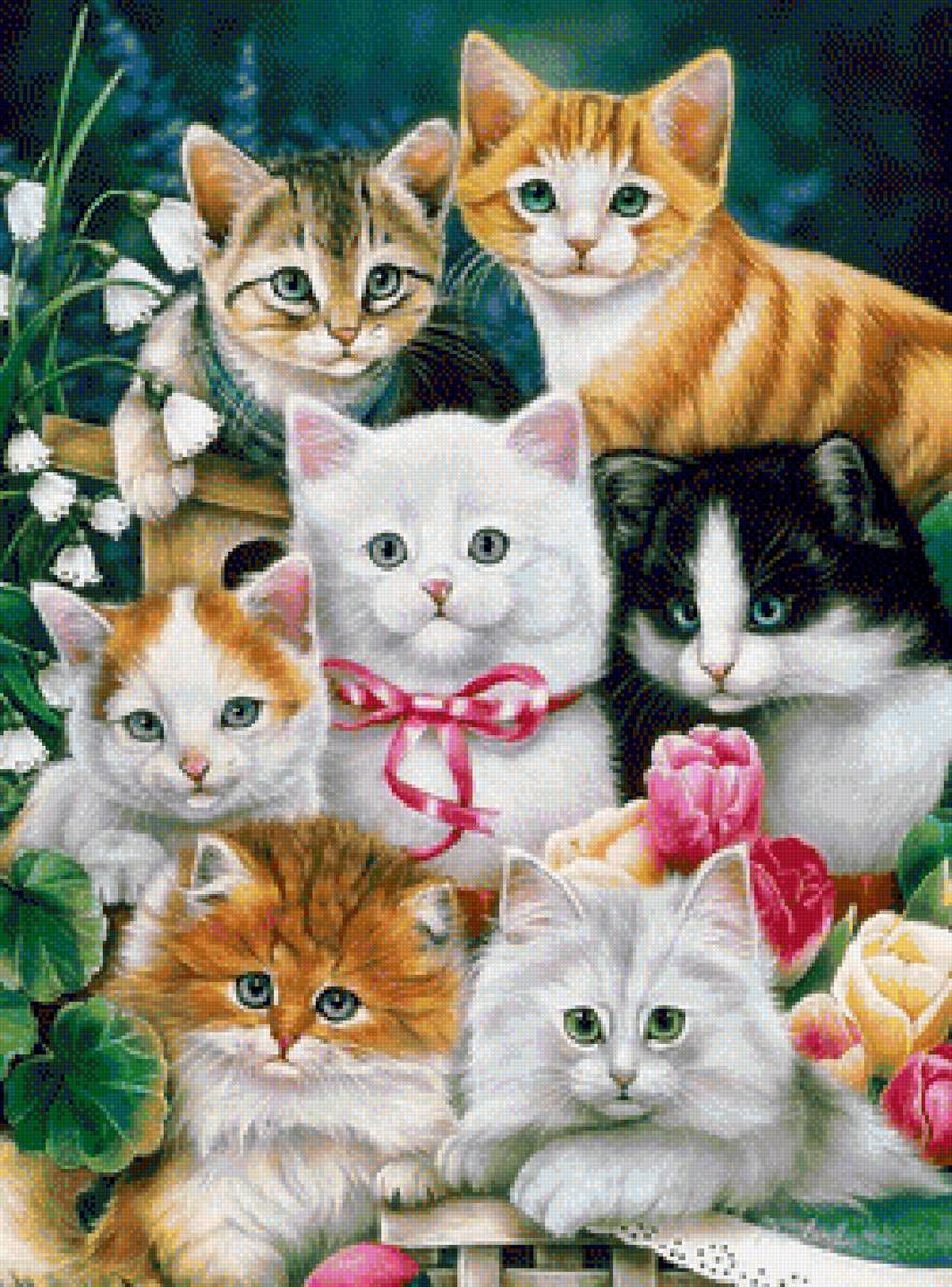 Quynh - mèo - предпросмотр