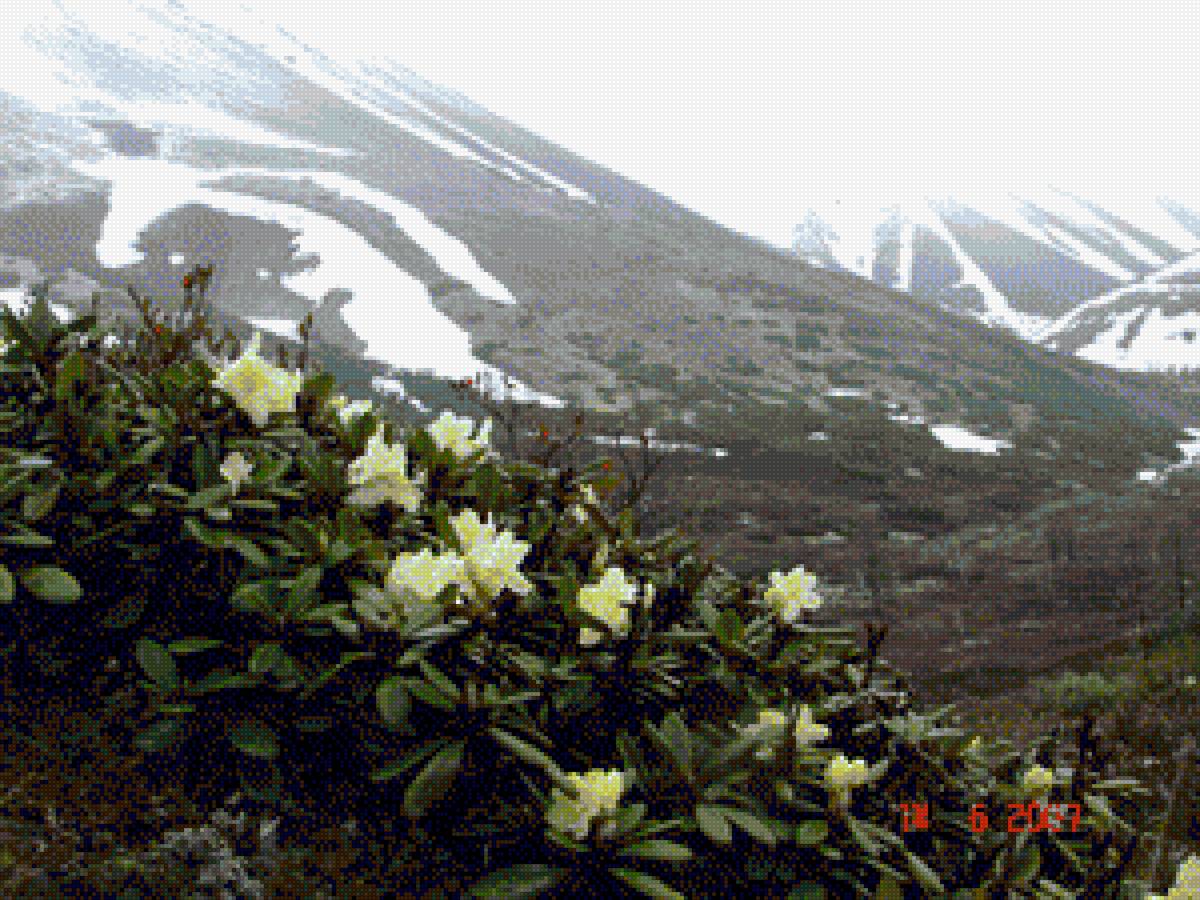 Рододендроны на Колыме - колыма, июнь, сопки, рододендроны, цветы - предпросмотр