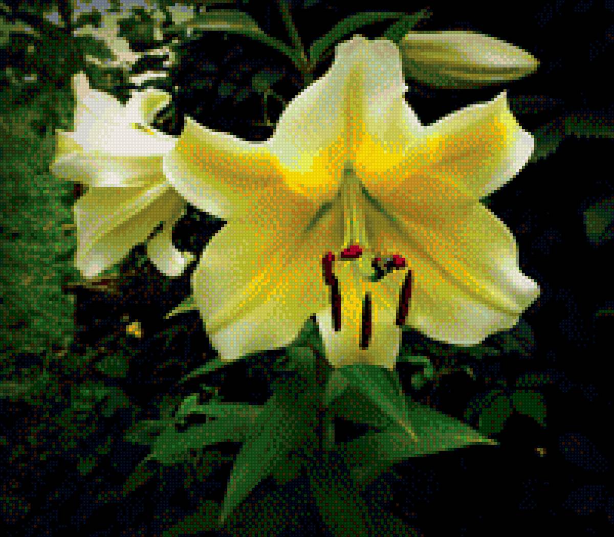 Желтая лилия - цветы, лилии - предпросмотр