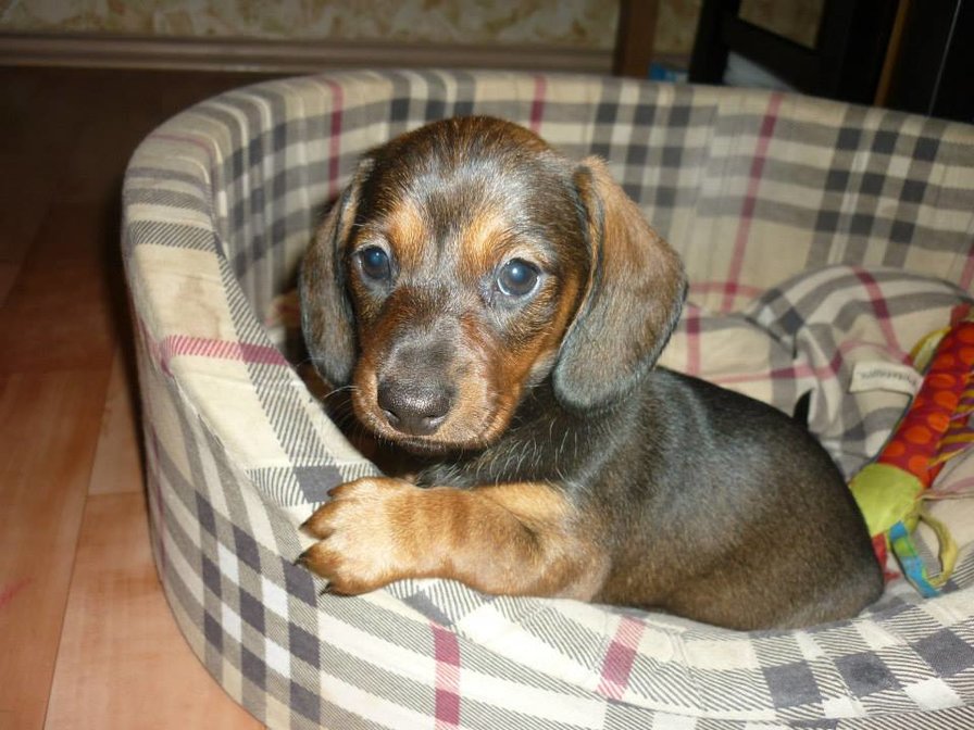 Бамбина - собака, животные, щенок, такса - оригинал