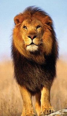 Гордый лев - лев - оригинал