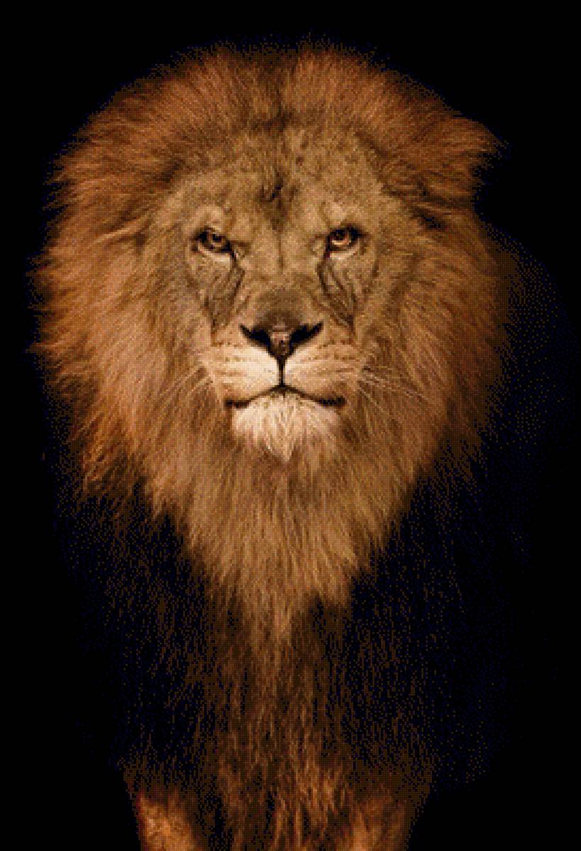 Лев - лев - предпросмотр