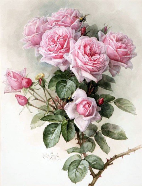 Розы - розы, цветы, душистые розы - оригинал